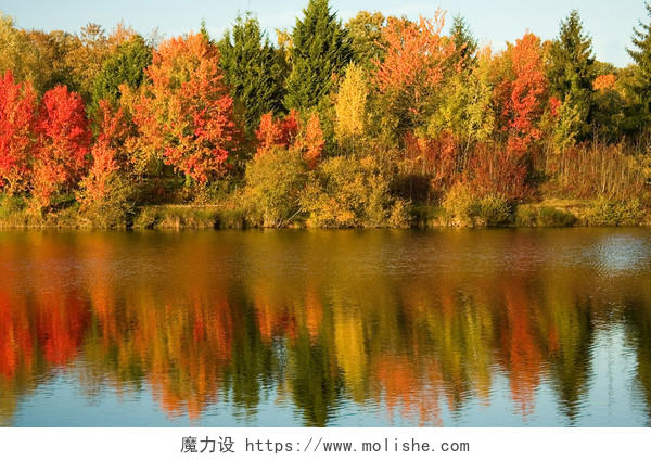 自然风景秋天多彩树林水中树林倒影风景图